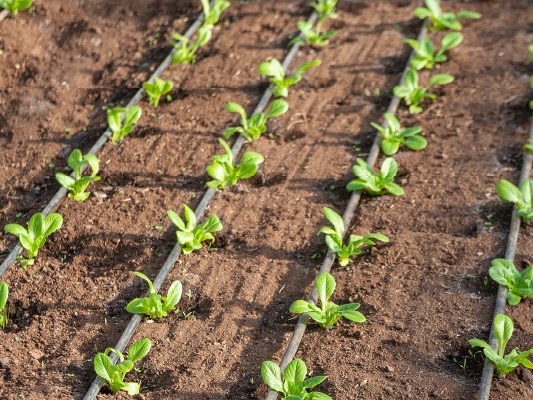 Watch: World Food Day 2023 calls for water action