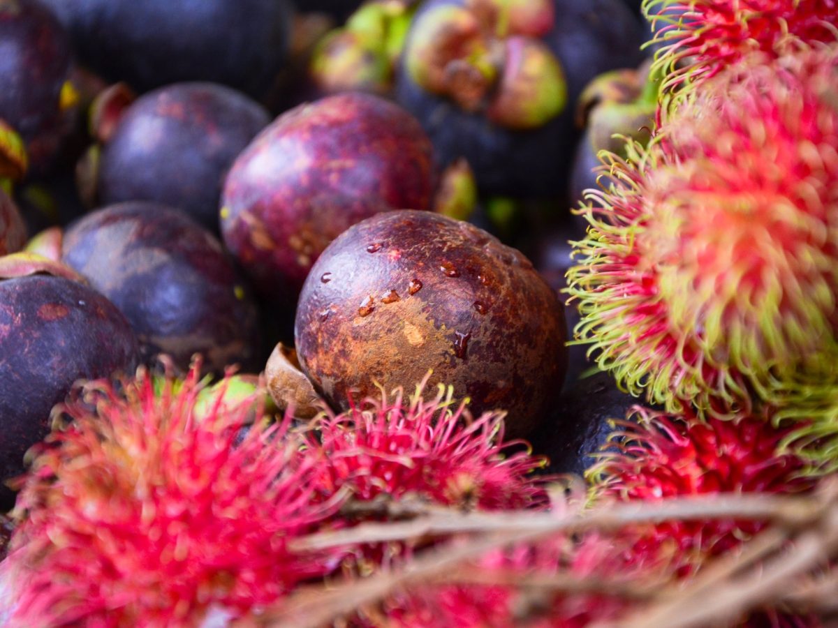 MPI considering new tropical fruit plants