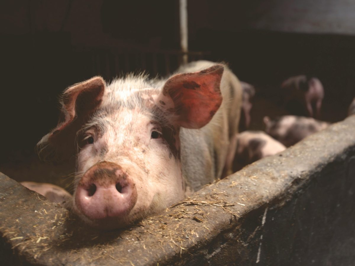 NZ AI start-up lands Chinese farm trials