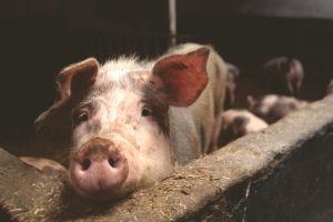 NZ AI start-up lands Chinese farm trials