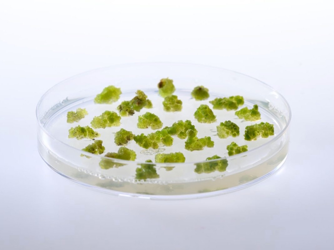 ANZ alt protein organisations merge