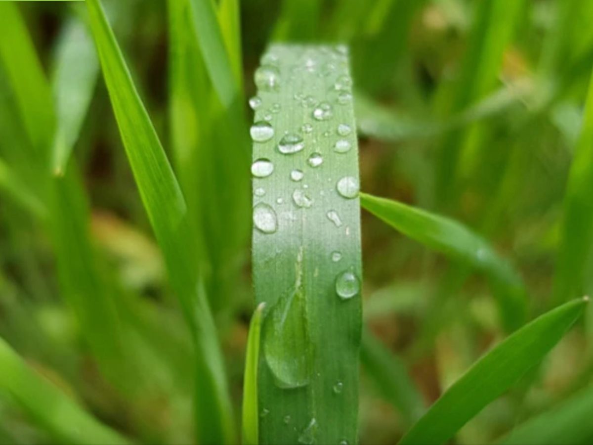 EPA decision clears way for new research