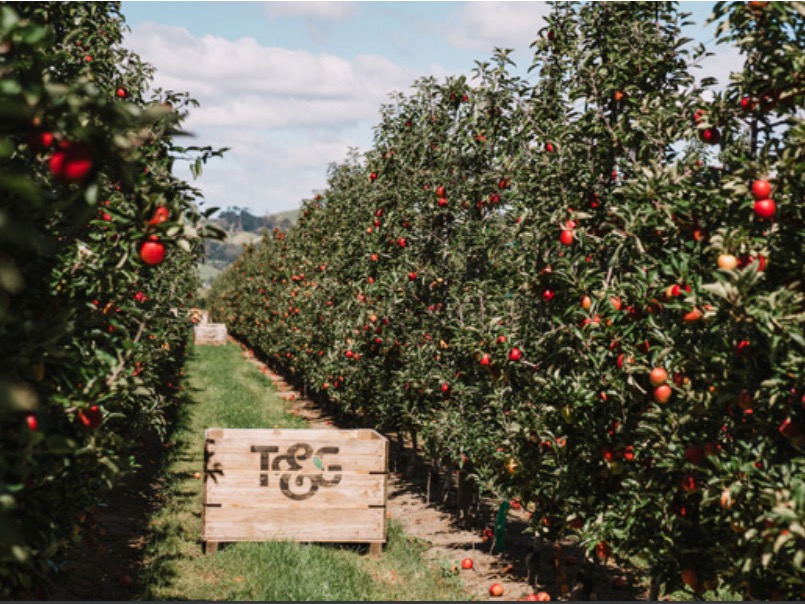 T&G joins hort cohort with deep post-cyclone loss