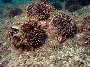 Matheson Bay kina barren progress