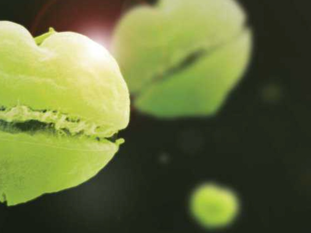 ‘Adrenaline Junkie’ or ‘Pocket Rocket’? NewFish’s microalgae initiative gathers pace