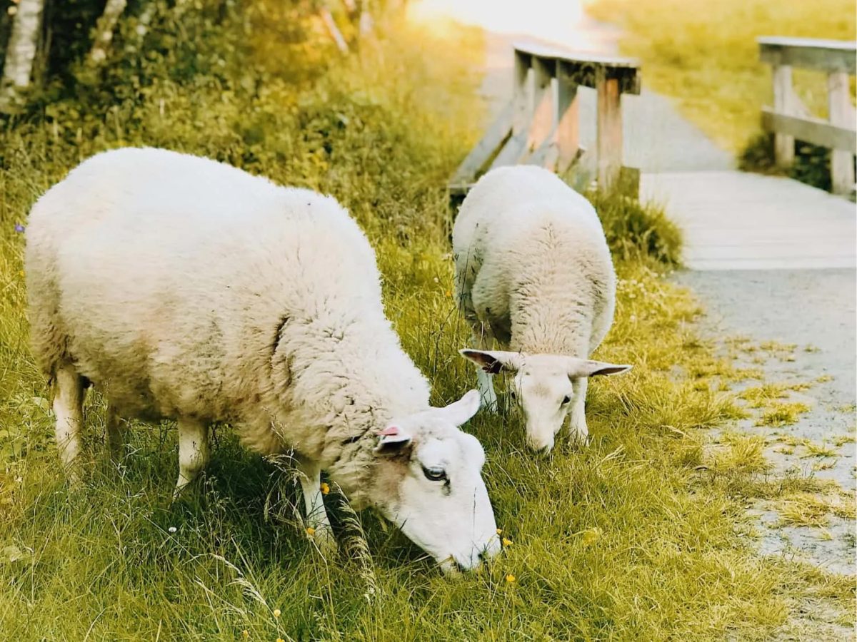 Denmark to tax agricultural emissions