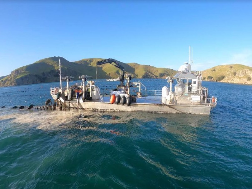 Mussels to help rescue Hauraki Gulf ecosystem