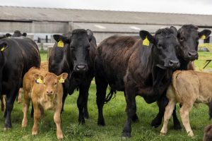 Beef cattle numbers on the rise