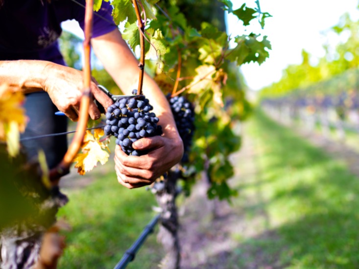 Vineyard productivity project gets govt backing