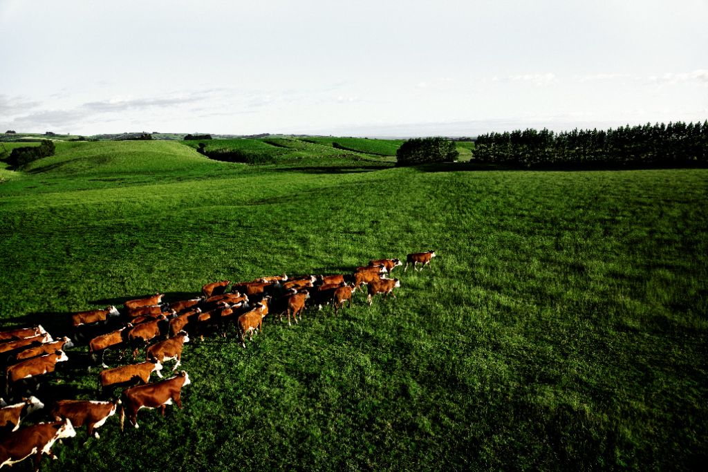 Govt back new dairy beef programme with $10m investment