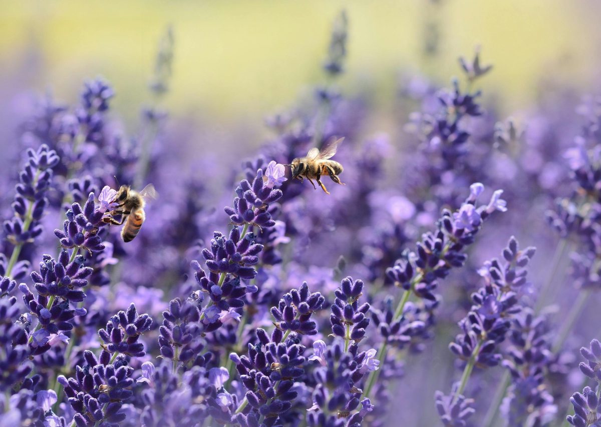 Woolworths’ bee-friendly “supermarket”