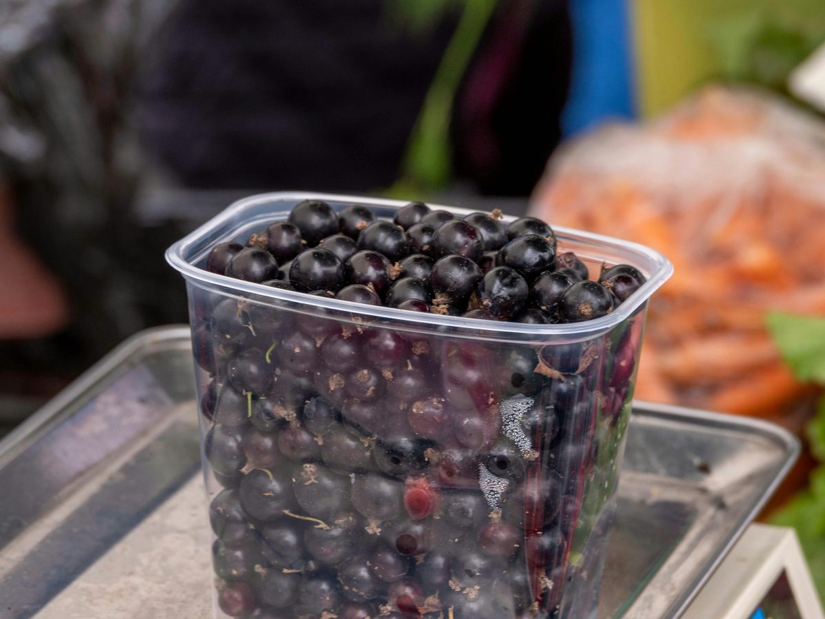 SFFF backs blackcurrant processing plant