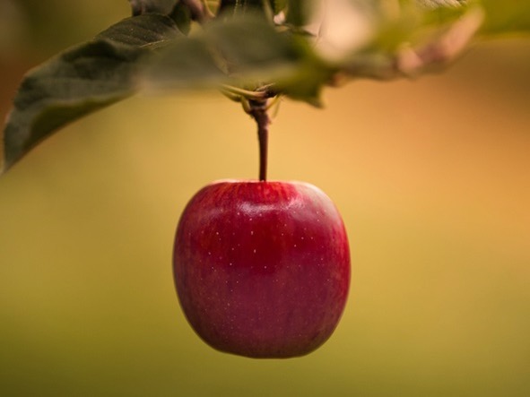 Te Mata ramping up a1 Apple exports