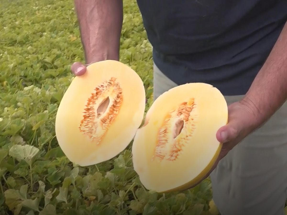 Leaderbrand readies new melon variety for sale