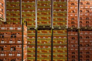 Pipfruit bounces-back to pass $1bn milestone