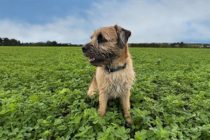 Leaft steps into pet, adds Meateor partnership