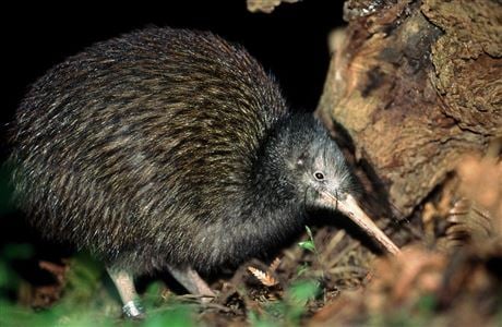 Research digs into kiwis as pest managers