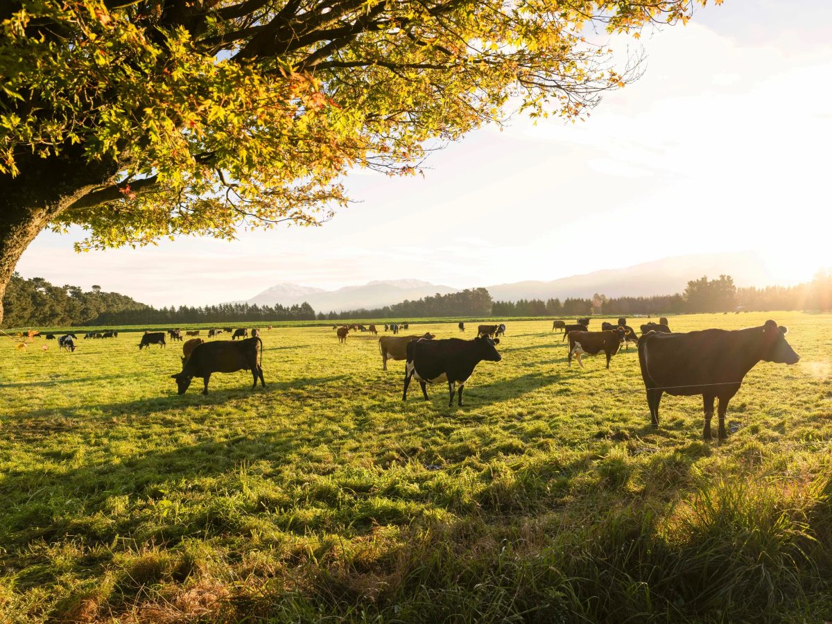 AgriZeroNZ backs Australian cattle IVF firm
