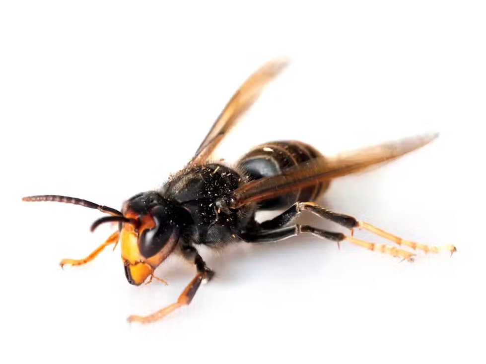 New NZ tool deployed against yellow-legged hornets