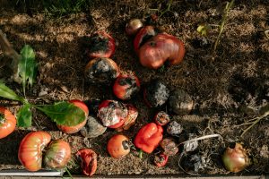 The farm-to-fork foodwaste failure and the opportunity for industry – report