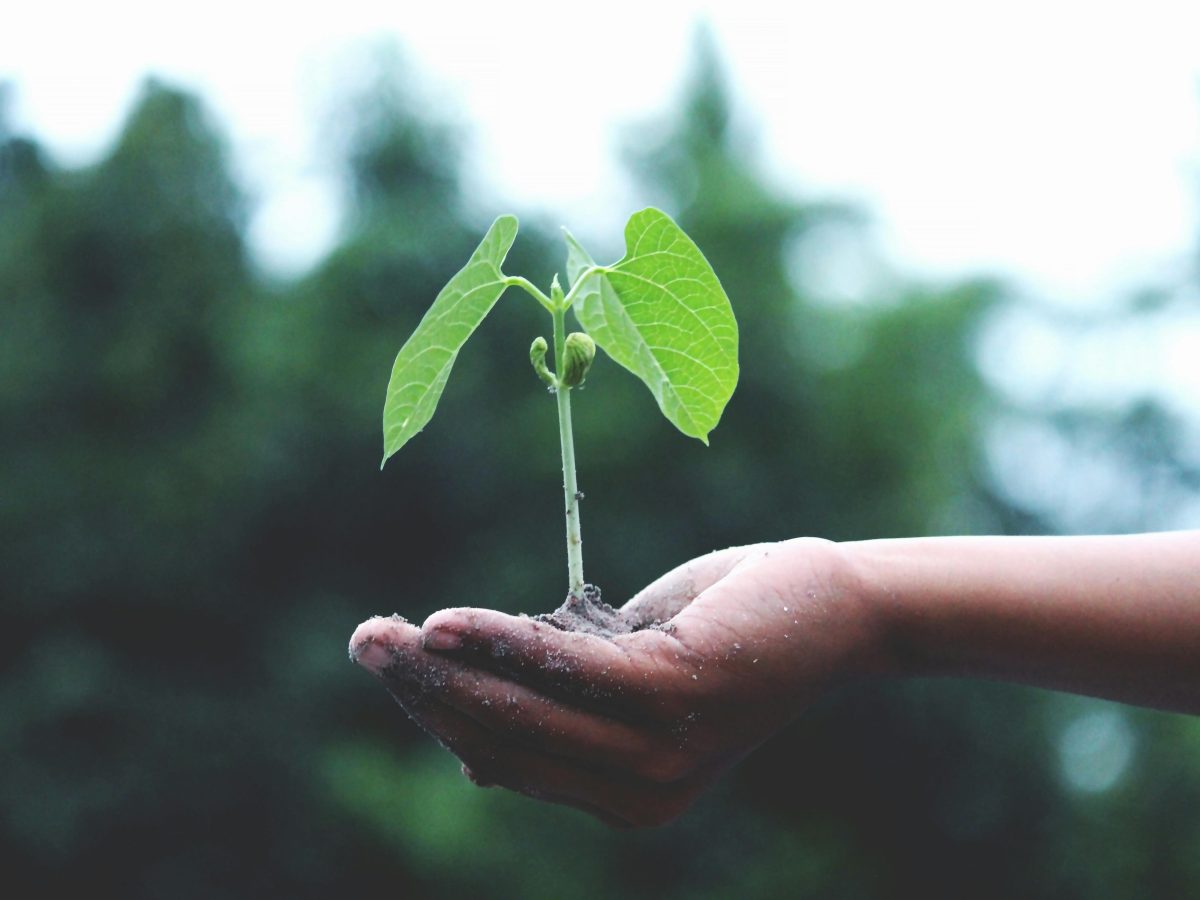 Perspectives: Climate change is affecting your food – and not in your favour