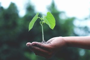 Perspectives: Climate change is affecting your food – and not in your favour