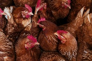 Perspectives: How is the Australian poultry industry preparing for a possible outbreak of bird flu?