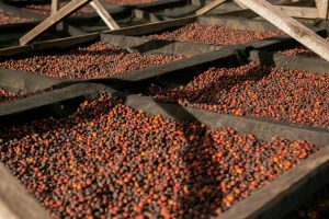 Perspectives: How the coffee industry is making the case for climate insurance
