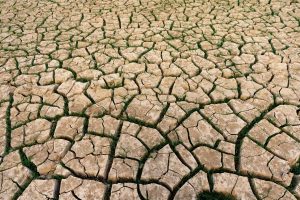 Perspectives: What happens when the world’s breadbaskets start failing simultaneously?