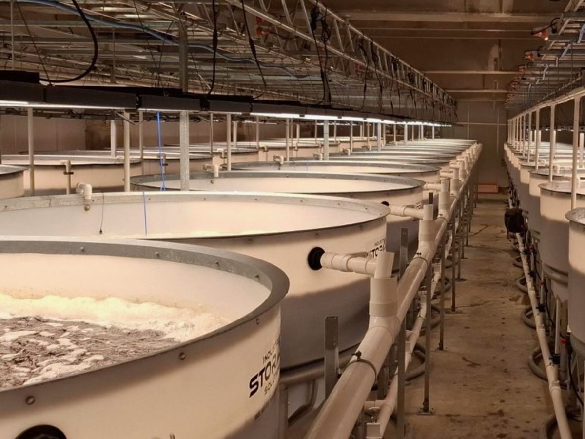 Ocean Beach seaweed supplier pivots to export