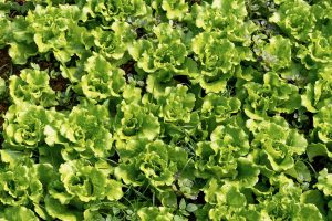 IR crackdown calls out hort tax dodgers
