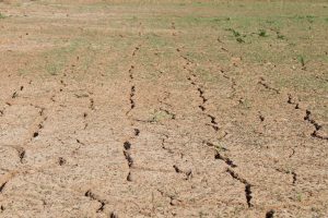 Perspectives: As severe drought hits, the UK’s food system faces crisis – here’s how to change that